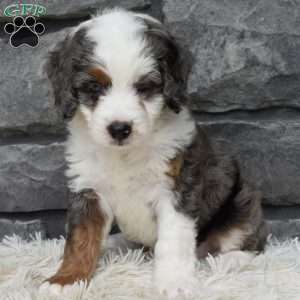 Bella, Mini Bernedoodle Puppy