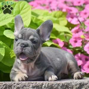 Layla, French Bulldog Puppy
