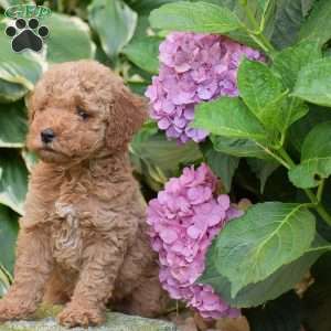 Elizabeth, Mini Goldendoodle Puppy