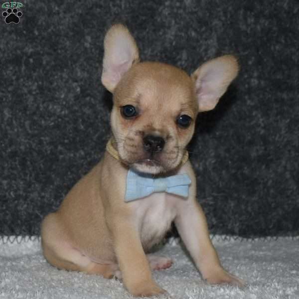 Chubbs, French Bulldog Mix Puppy