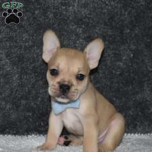 Chubbs, French Bulldog Mix Puppy