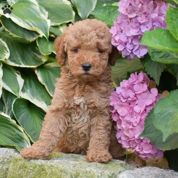 Elizabeth, Mini Goldendoodle Puppy