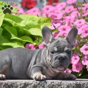 Layla, French Bulldog Puppy
