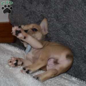 Chubbs, French Bulldog Mix Puppy