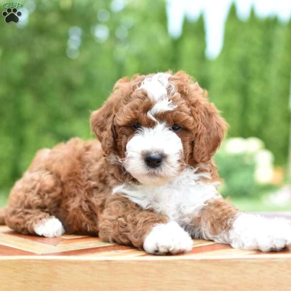 Ollie, Mini Goldendoodle Puppy