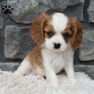 Buster, Cavalier King Charles Spaniel Puppy