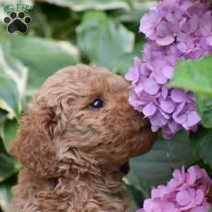 Elizabeth, Mini Goldendoodle Puppy
