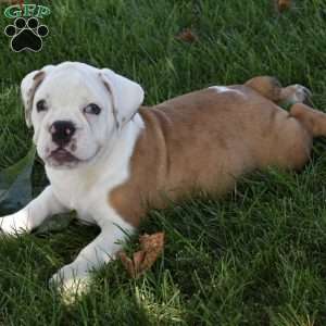 Tessa, Beabull Puppy