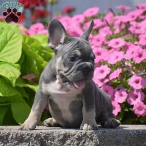 Layla, French Bulldog Puppy