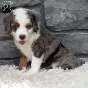 Bella, Mini Bernedoodle Puppy