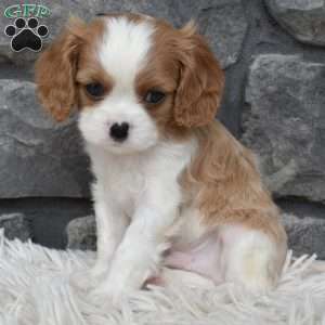 Brady, Cavalier King Charles Spaniel Puppy