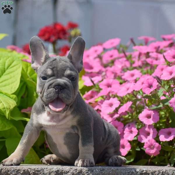 Layla, French Bulldog Puppy