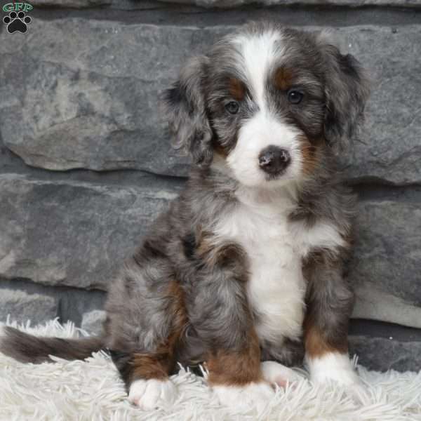 Bailey, Mini Bernedoodle Puppy