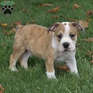 Dozer, Beabull Puppy