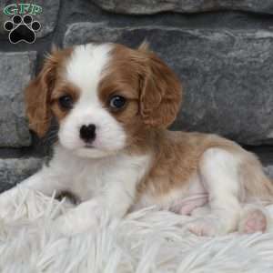 Brady, Cavalier King Charles Spaniel Puppy