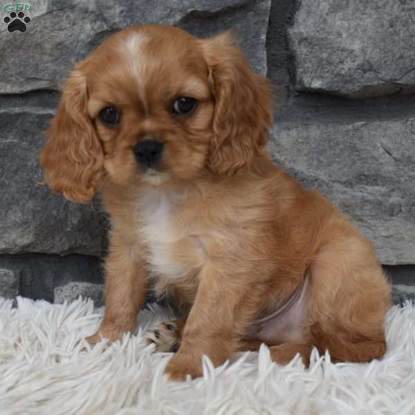 Blaze, Cavalier King Charles Spaniel Puppy