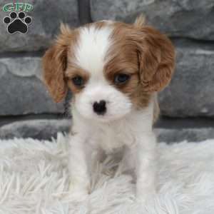 Brady, Cavalier King Charles Spaniel Puppy