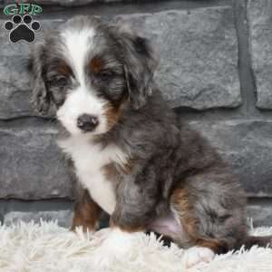 Bailey, Mini Bernedoodle Puppy