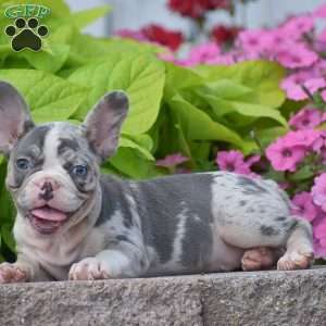 Laura, French Bulldog Puppy