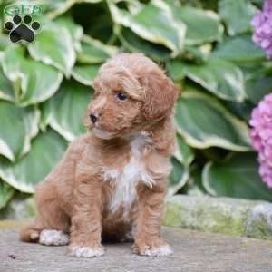 Matt, Mini Goldendoodle Puppy