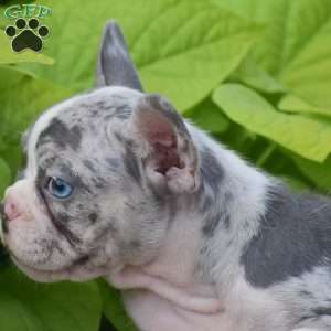 Laura, French Bulldog Puppy