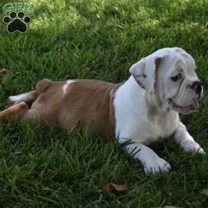 Tessa, Beabull Puppy