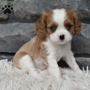 Brady, Cavalier King Charles Spaniel Puppy