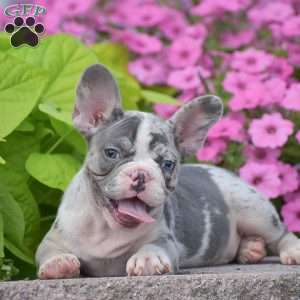Laura, French Bulldog Puppy