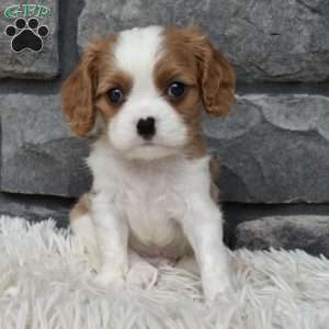 Brady, Cavalier King Charles Spaniel Puppy