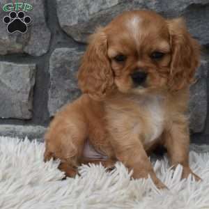 Blaze, Cavalier King Charles Spaniel Puppy