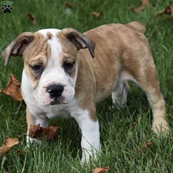 Dozer, Beabull Puppy