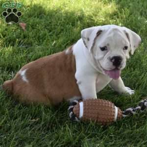 Tessa, Beabull Puppy