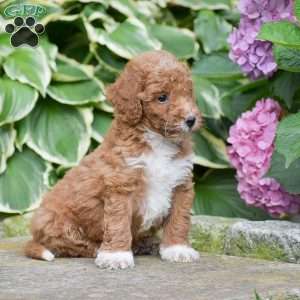 Milo, Mini Goldendoodle Puppy