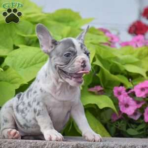 Laura, French Bulldog Puppy