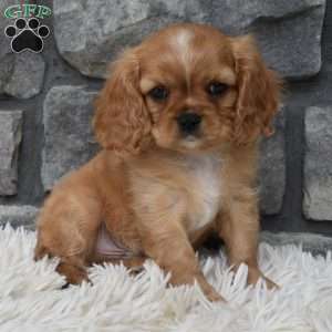 Blaze, Cavalier King Charles Spaniel Puppy