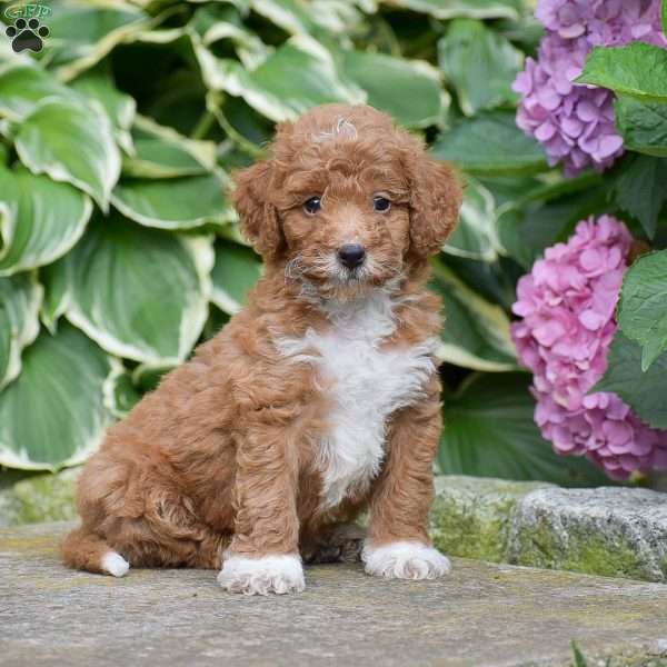 Milo, Mini Goldendoodle Puppy