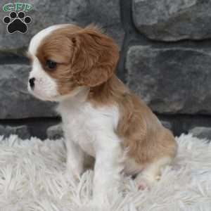 Brady, Cavalier King Charles Spaniel Puppy