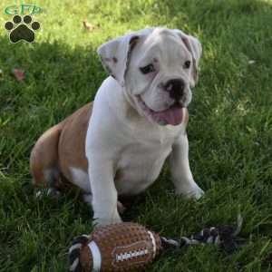 Tessa, Beabull Puppy