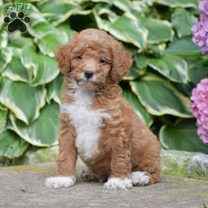 Milo, Mini Goldendoodle Puppy