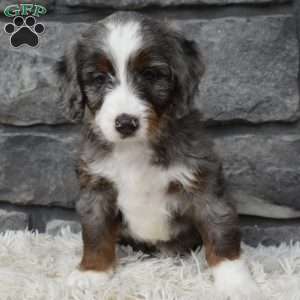 Bailey, Mini Bernedoodle Puppy