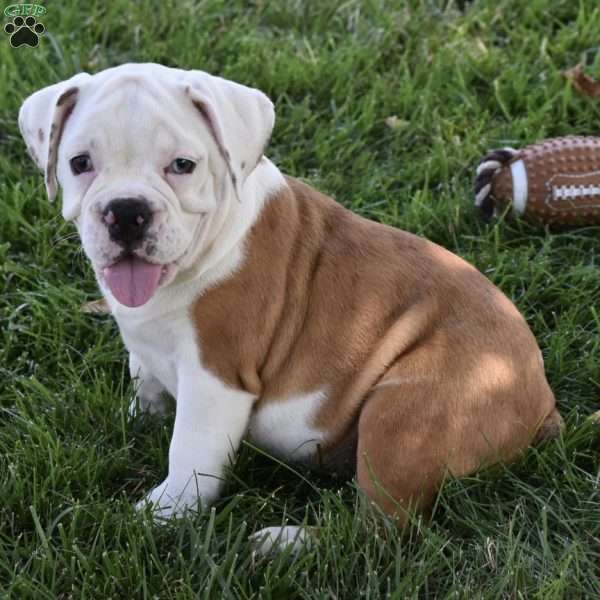 Tessa, Beabull Puppy