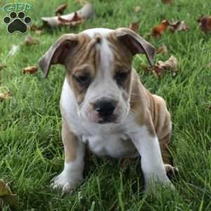 Dozer, Beabull Puppy