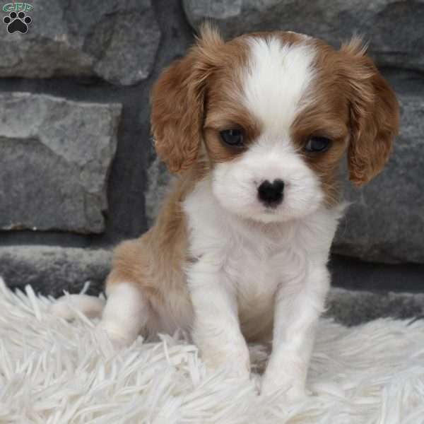 Brady, Cavalier King Charles Spaniel Puppy