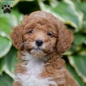 Milo, Mini Goldendoodle Puppy
