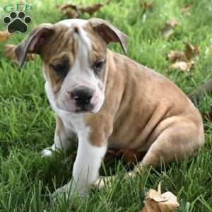 Dozer, Beabull Puppy