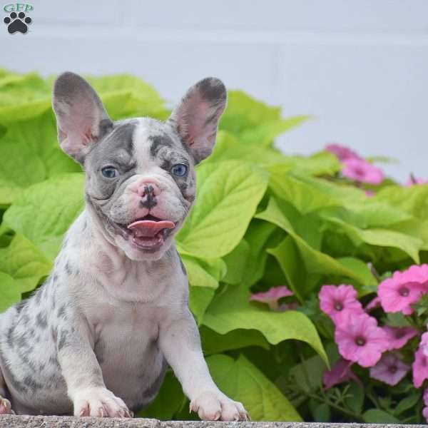 Laura, French Bulldog Puppy