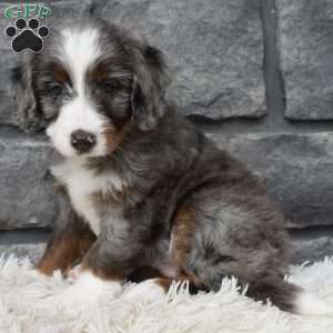 Bailey, Mini Bernedoodle Puppy