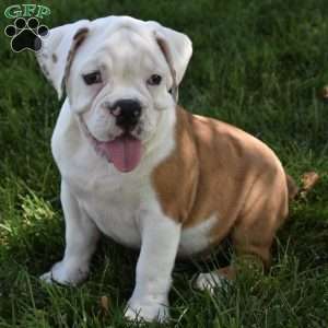 Tessa, Beabull Puppy