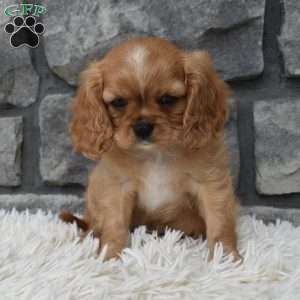 Blaze, Cavalier King Charles Spaniel Puppy