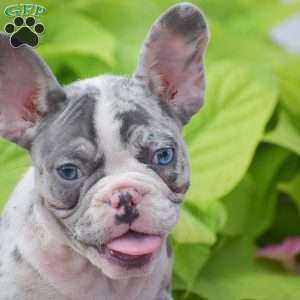 Laura, French Bulldog Puppy